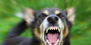 Домашній собака, у якого запідозрили сказ, травмував дівчину на Рівненщині